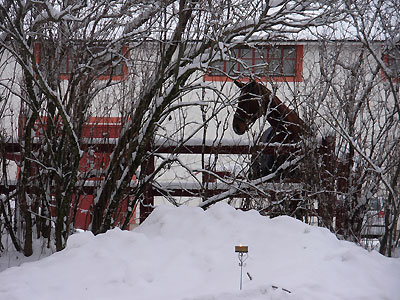 karlslundhäst